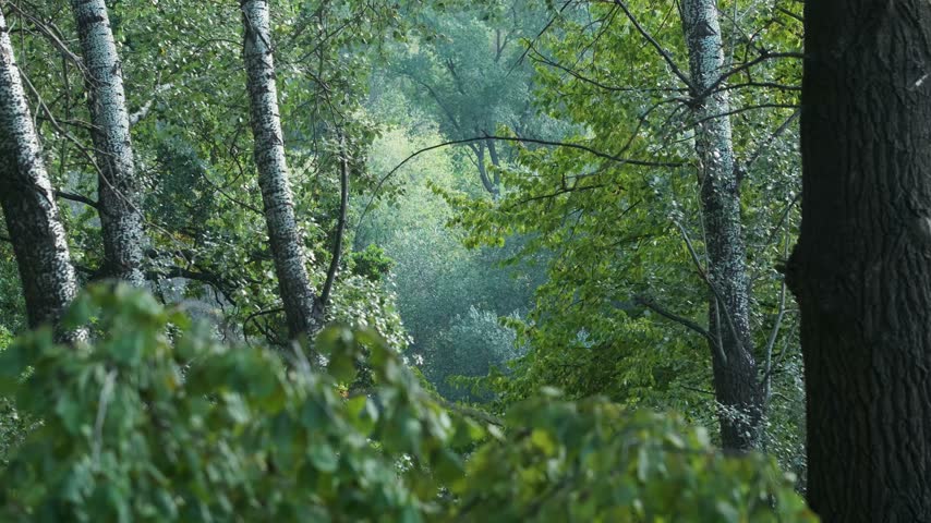 Sunlight filters through mature trees along a quiet woodland garden path.