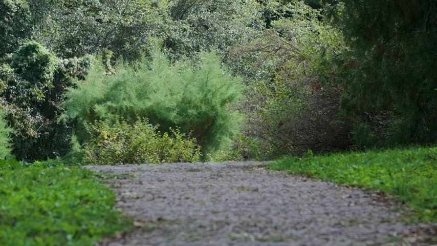 A curving path winds through a landscaped garden of shrubs and trees.