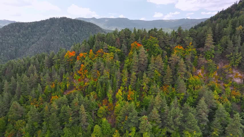 Aerial view of a lush mountain forest with vibrant autumn foliage and dense evergreen trees in Vintileasca, Vrancea, Romania.