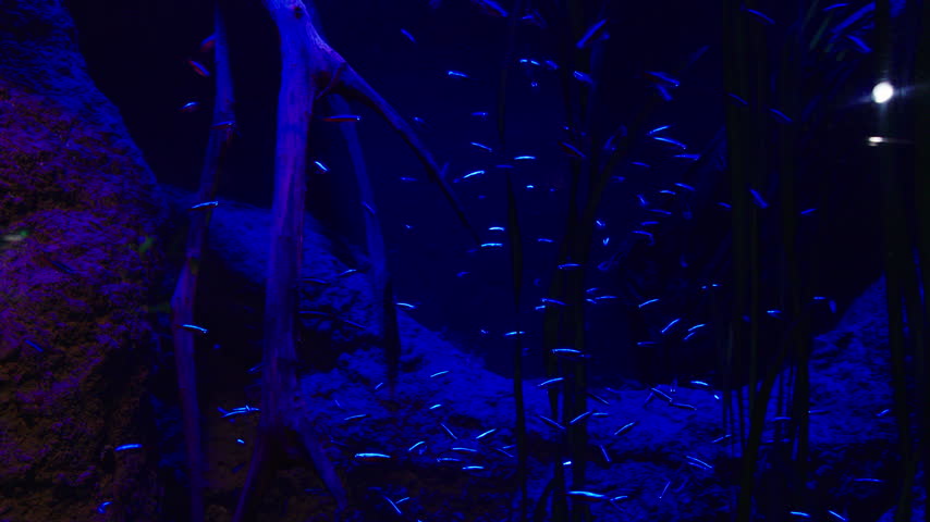 A large school of neon tetras moves through a dimly lit freshwater aquarium, their blue and red stripes glowing against the dark backdrop. Silhouetted driftwood and roots frame the scene.