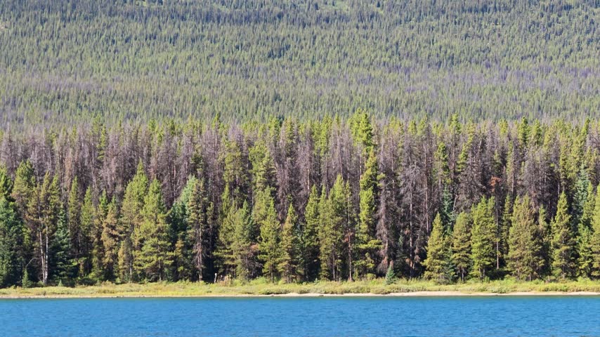 Maligne Lake shoreline showcasing dense pine forest and tall evergreen trees reflecting in the calm blue water, a popular summer destination within Jasper National Park in Alberta, Canada