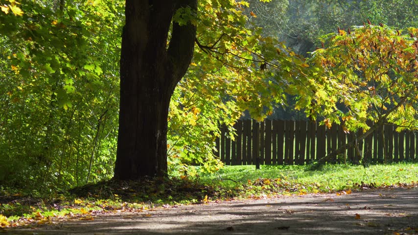 Early Autumn Leaves Swaying in Wind on Sunny Morning in Park - Sunlit Autumn Foliage and Wooden Fence Along Country Road