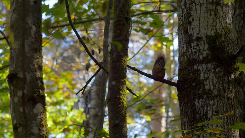 Red Squirrel Sitting on Tree Branch and Eating Nut in Autumn Forest