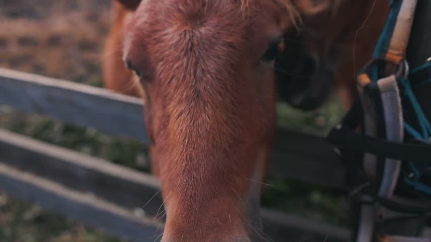 Two brown horses with long manes lean over a wooden fence, displaying curiosity and playfulness in a serene rural landscape filled with greenery