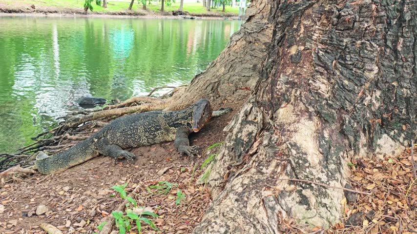 Large lizard relaxes on dirt by tree roots near water. Reptile remains motionless through sequence, creating calm wildlife rest moment in green park area, with scales, tail, and trunk visible.