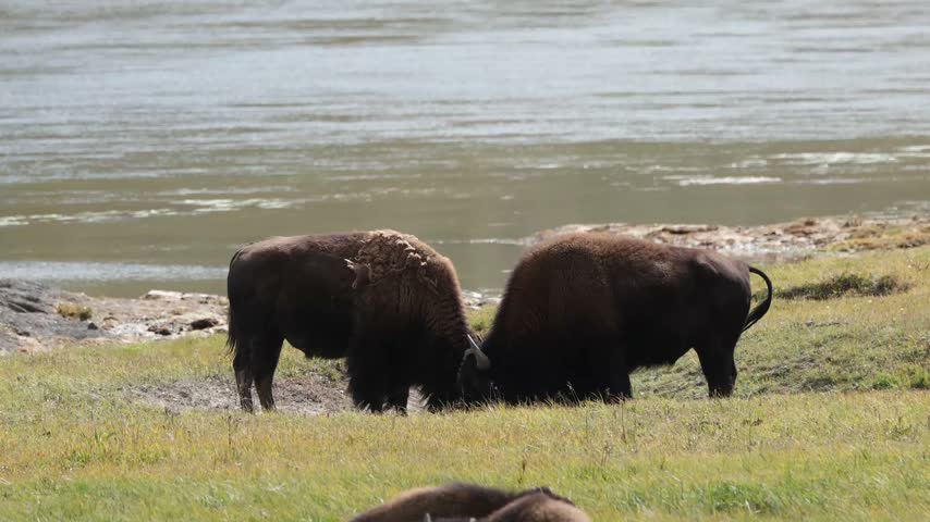 Two bison face off near a riverbank in Yellowstone. They lower heads, push shoulders, grunting. Third bison rests nearby, unaware. The scene holds raw, untamed energy. Perfect for wildlife, nature