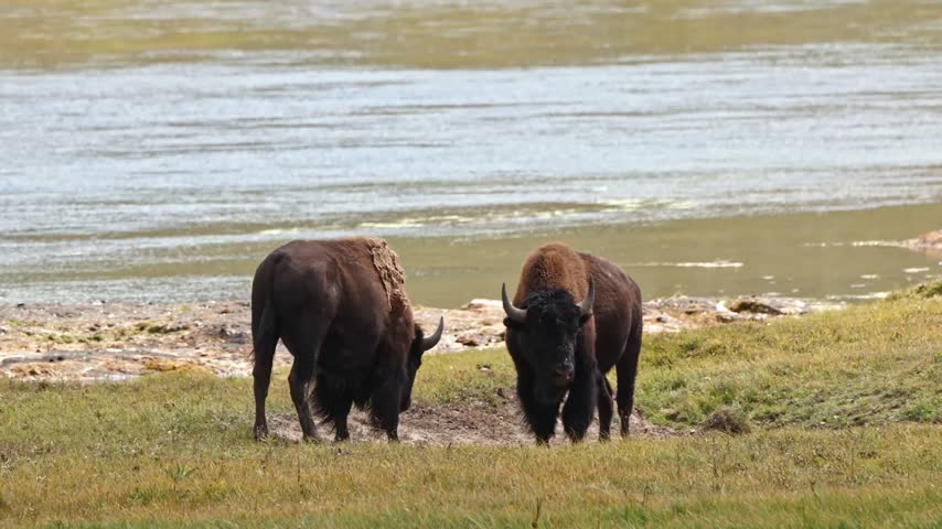 Two bison graze near a muddy riverbank in Yellowstone. They stand close, heads low, eating grass. The water flows calmly behind them. Green grass covers the ground around them