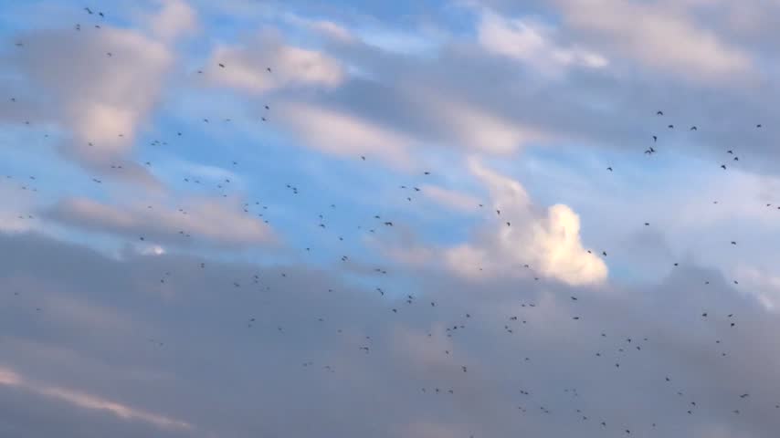 A flock of Red Spectacled Amazons flying in a clear blue sky, southern Brazil.