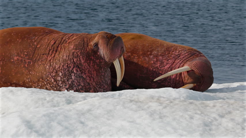 Extreme close-up of two Pacific walrus bulls resting side by side on Arctic sea ice, one lifting its massive body and showing long ivory tusks, detailed wrinkled pink skin and whiskers