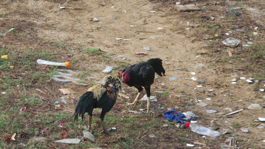 Two roosters fighting and jumping with spread wings on dirt ground in rural village yard, daylight, real time telephoto shot