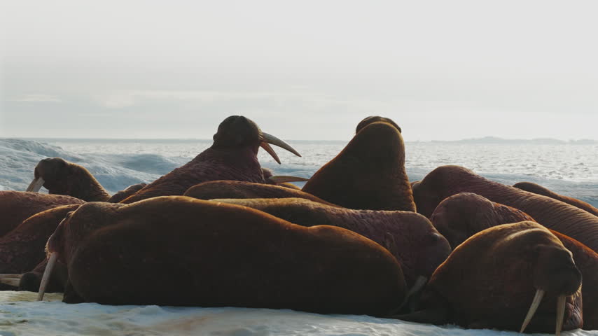 Close up of Pacific walrus herd resting on Arctic ice floe, bull raising head with long tusks and flipper, as large expedition cruise ship sails past in background