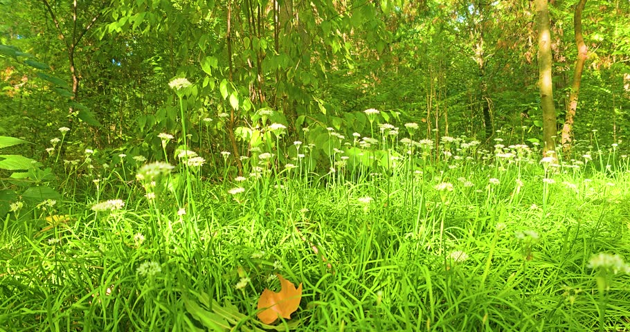 A blooming meadow in a green forest