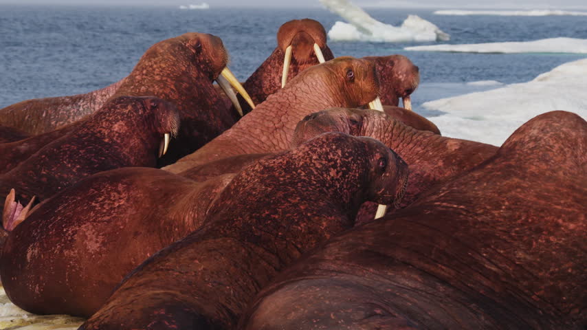 Close up of Pacific walrus herd piled tightly together on Arctic ice floe, bulls with long tusks resting and raising heads, sea and drifting ice behind