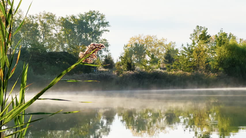 Soft morning mist floats above a calm pond as early sunlight illuminates trees, reeds and reflections along the shoreline.