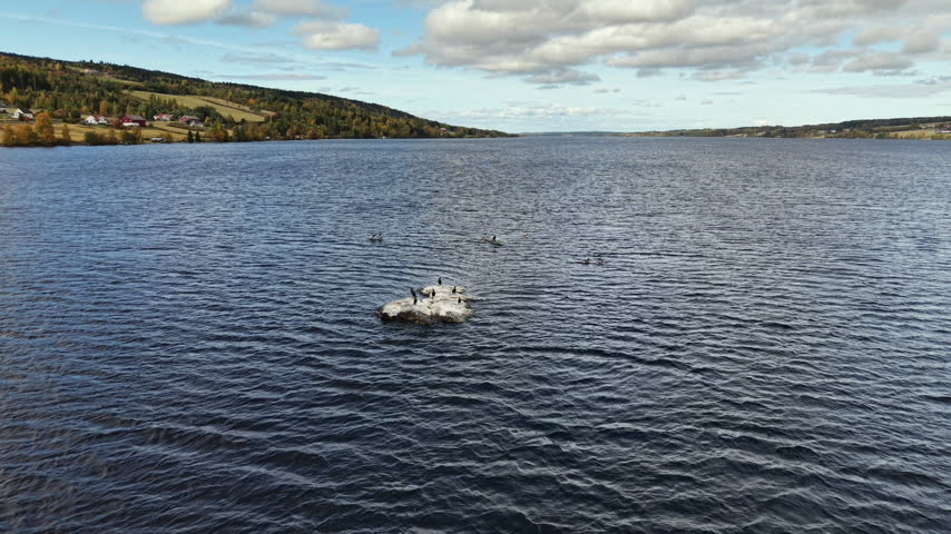 Wild ducks and geese on river rock taking flight from drone in Vestre Toten