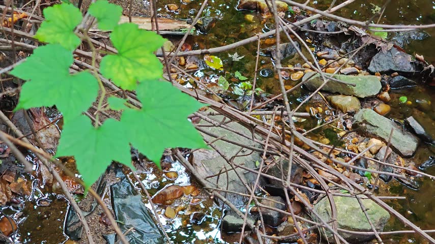 4K, RAW, HD, Forest Nature Wildlife and Insect Footage with Bees, Ants, Streams, Waterfalls, Fountains, Plants, Trees and Peaceful Outdoor Landscapes