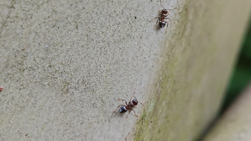 4K, RAW, HD, Forest Nature Wildlife and Insect Footage with Bees, Ants, Streams, Waterfalls, Fountains, Plants, Trees and Peaceful Outdoor Landscapes