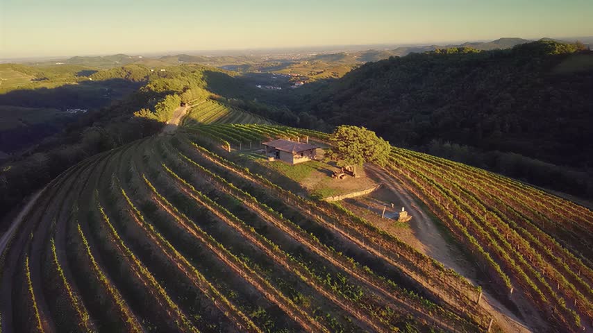 A peaceful countryside scene featuring rows of grapevines on a terraced hillside with a small stone building and trees under a warm sunset glow