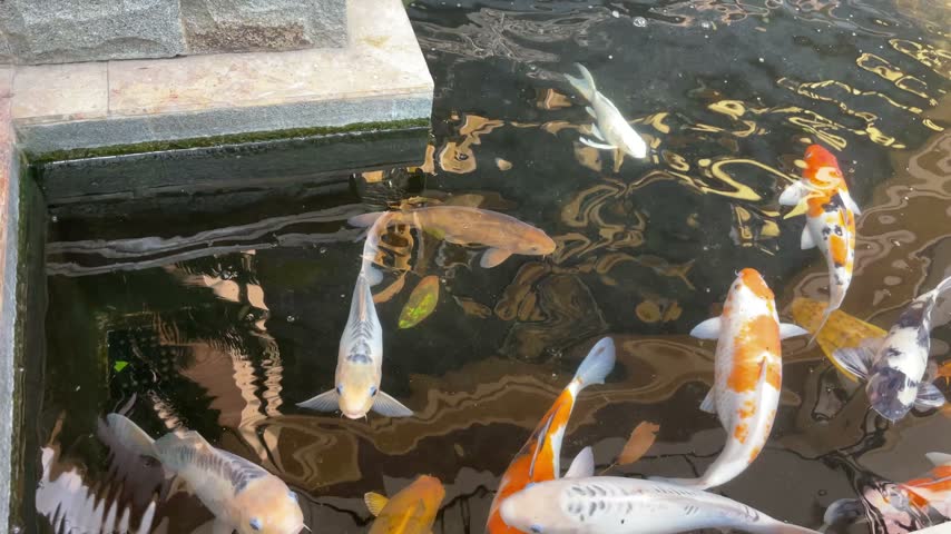Koi fish in a fish pond