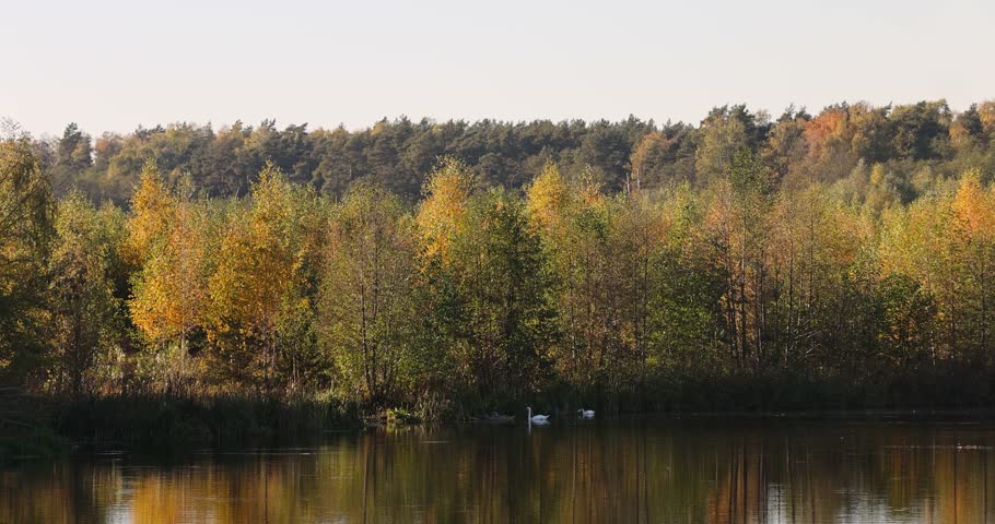 a wide river in the autumn season with colorful foliage on trees growing on the riverbank, a beautiful autumn landscape with trees on the shore reflected in the river