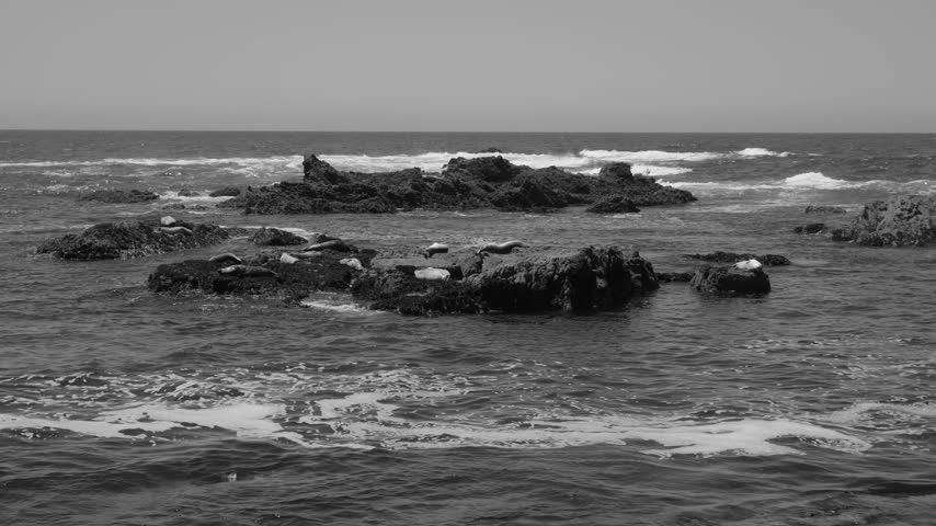 Black and White View of Seals Resting on Offshore Rocks