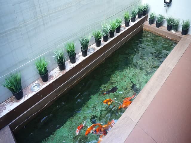 Ornamental koi fish swimming in a clear decorative pond surrounded by green aquatic plants and potted ornamental grass, creating a peaceful and natural garden atmosphere.