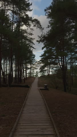 Wooden boardwalk path through quiet pine forest under cloudy sky with tall trees and soft evening light