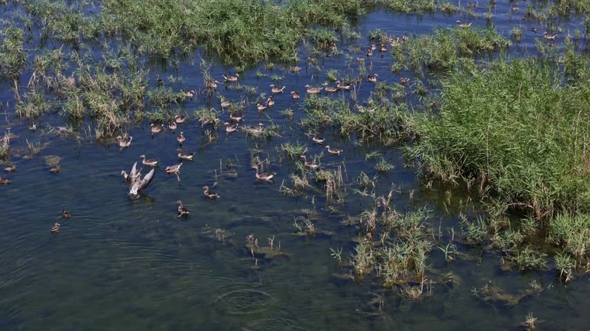 Aerial view of a flock of ducks swimming in the lush green wetlands with reeds and clear water Cavuscugol, Konya, Turkiye.