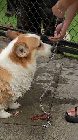 Person hands putting chain leash on wet corgi dog after swimming or bath on wet tiled floor outdoors. Dog owner leashing pet.