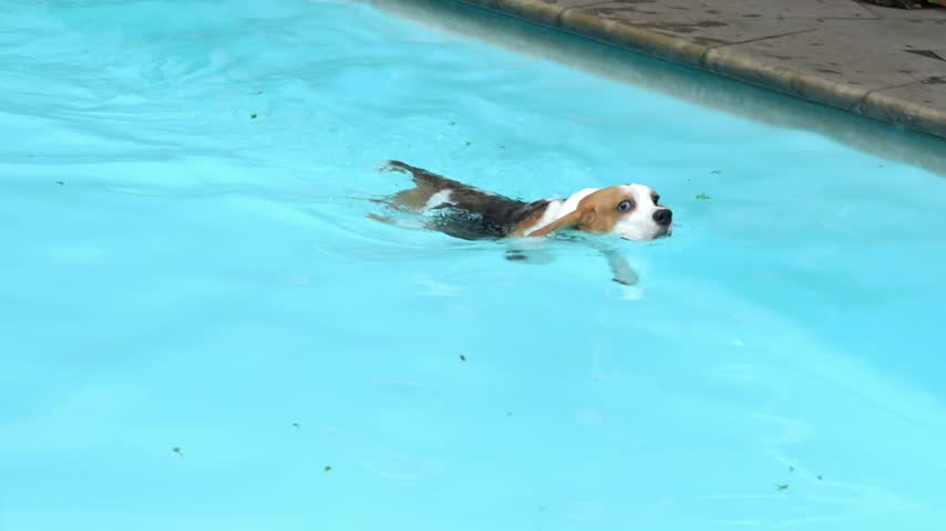 A tricolor beagle dog is swimming in the bright blue water of a swimming pool paddling towards the edge side view.