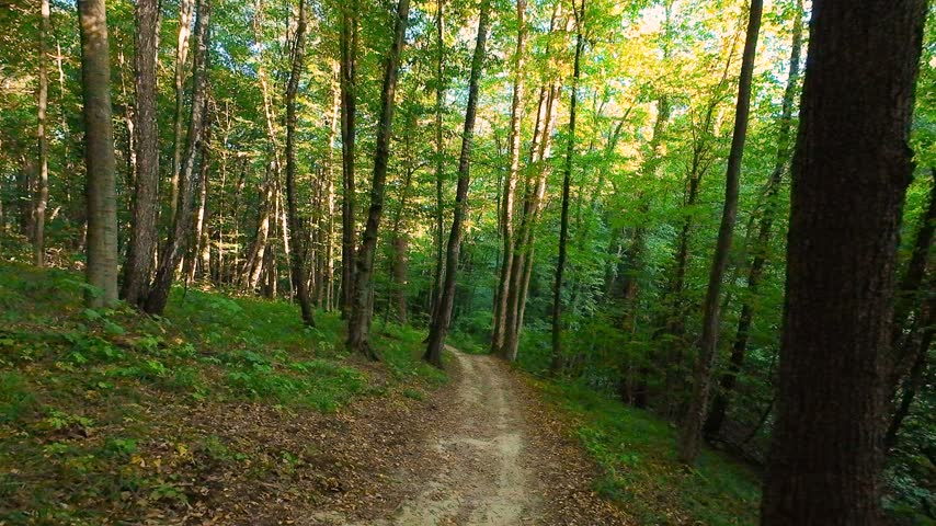 Dirt path winding through a dense green forest. Deciduous trees with vibrant foliage line the scenic woodland trail. Natural light filters through branches illuminating summer wilderness landscape.