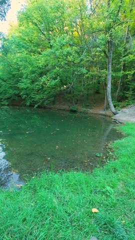 A serene forest pond features calm green water surrounded by lush deciduous trees. Scattered autumn leaves float gracefully on the quiet surface. A vibrant cluster of aquatic water lilies grows in the center. This beautiful natural scenery creates a peaceful atmosphere. Vertical video.