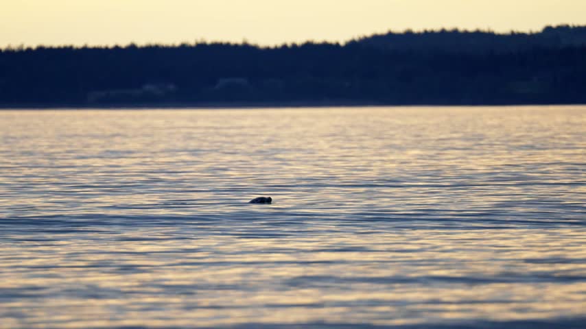 Harbor seal swimming in the calm ocean waters off New River Beach, New Brunswick, Canada, with distant forested shorelines at twilight.
