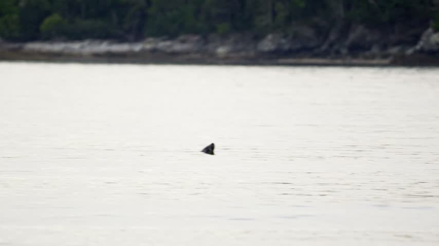 Harbor seal swimming in the calm ocean waters off New River Beach, New Brunswick, Canada, with distant forested shorelines at twilight.