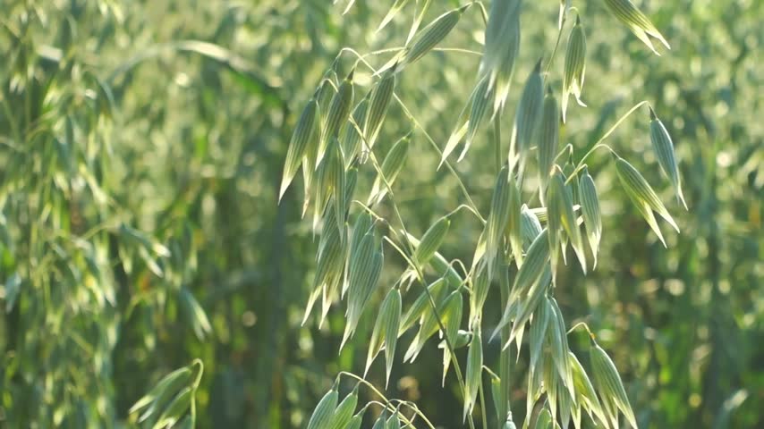 Fresh green oat field in spring.
Young oat stalks swaying gently in a green spring field.