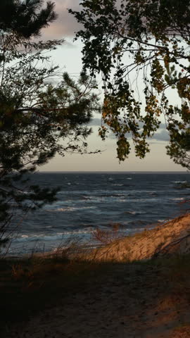 Windy shoreline framed by pine branches and autumn leaves over rough blue water at dusk