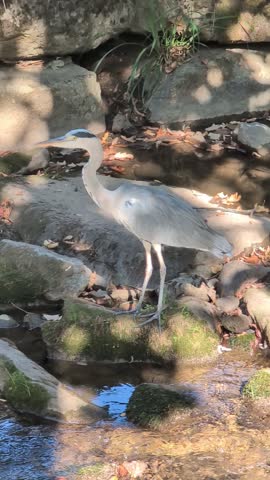  Grey Heron Standing on River Stones in Shallow Stream