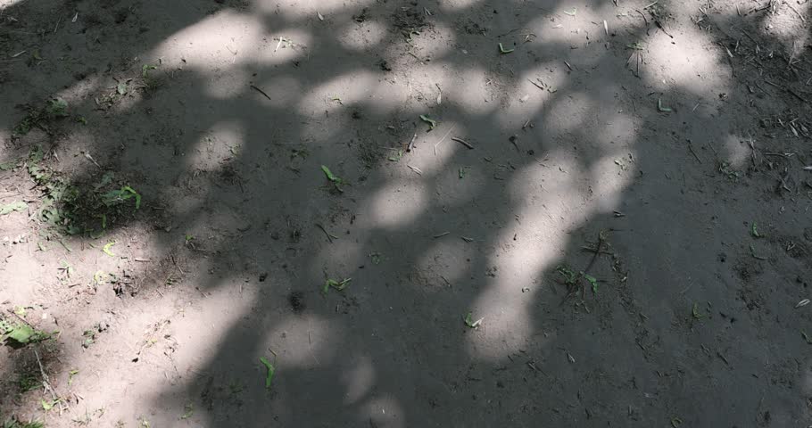 a trampled path in the park with green grass along the roadsides and shadows from foliage from trees, a large number of shadows on the path from trees in sunny spring warm weather