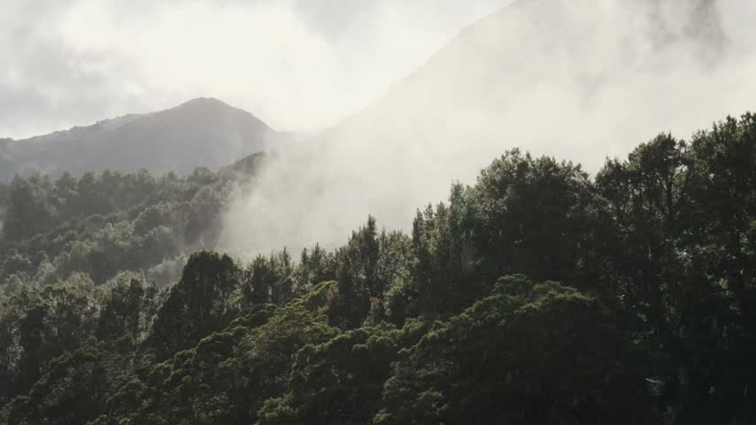 Mist rising through a forest in the mountains. The trees are dense and the landscape is full of greenery. The atmosphere is thick with clouds.