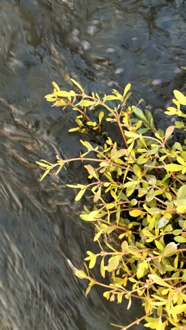 Close up shot of a resilient small wild plant with yellow leaves growing in a fast flowing river stream.
