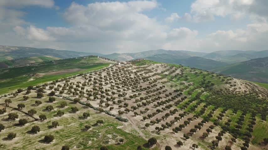 Aerial view of rows of olive trees planted on a rolling hillside landscape under a bright sky in Morocco.