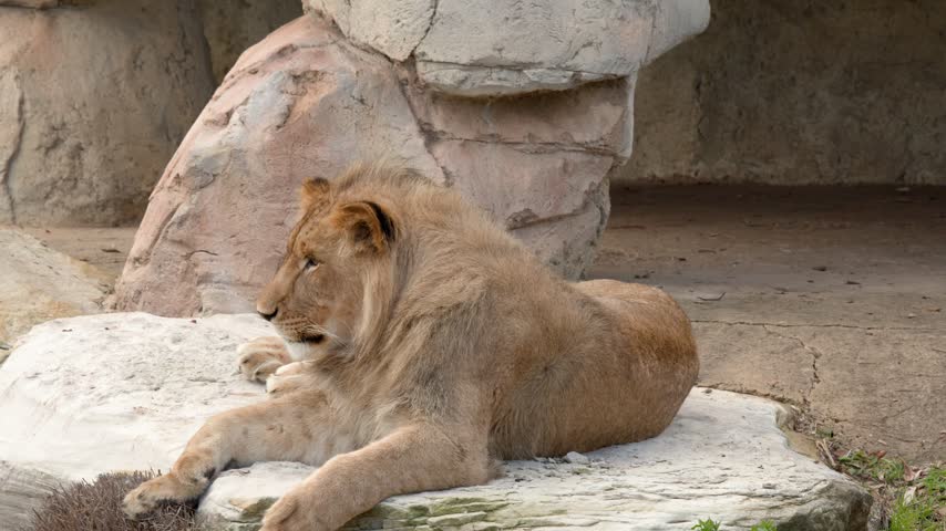 A young lion cub lies relaxed on a flat rock ledge in bright daylight.