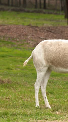 Camera tilts up the slender legs and body of an addax standing on grass.