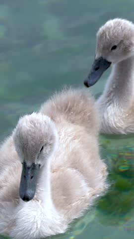 Fluffy mute swan cygnets glide gently across crystal-clear turquoise lake water in natural daylight.