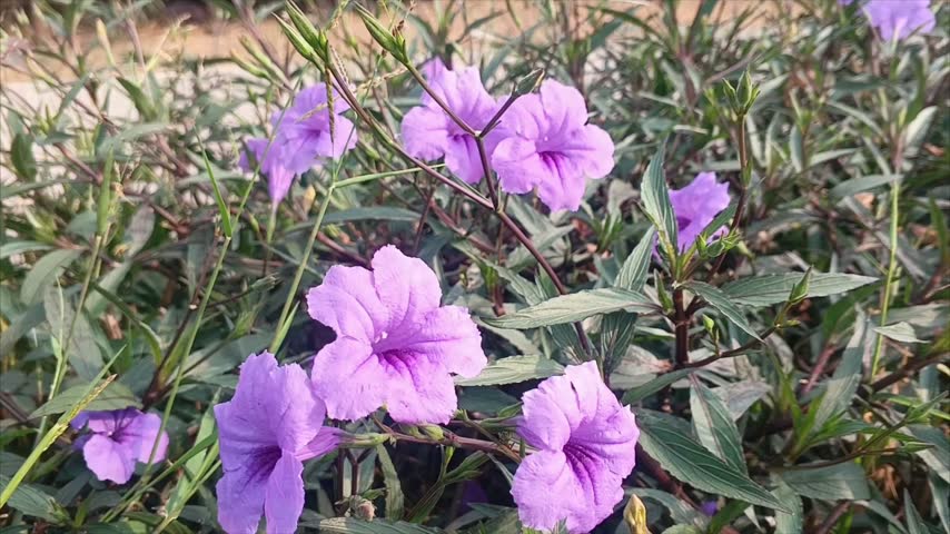 Group of purple ruellia flowers or Mexican petunia blooming in garden. Many purple flowers with green leaves background.