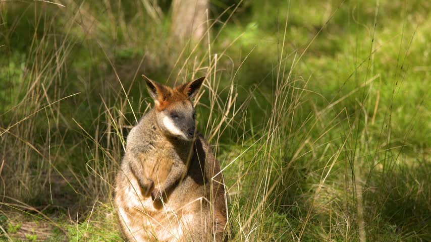 An Australian swamp wallaby sits alert in sunny bushland grasses in Dubbo, New South Wales.