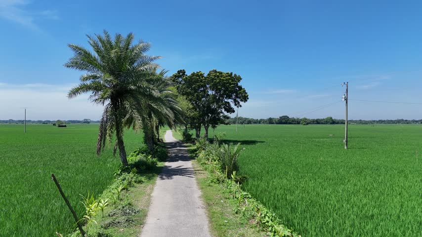 Scenic narrow village road passing through green paddy fields with palm trees under a clear blue sunny sky in rural Asia.