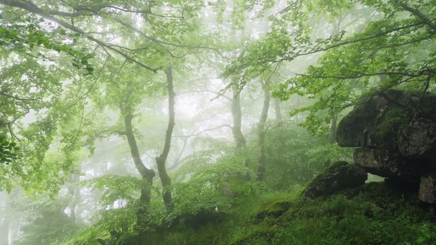 Dense morning mist drifts through green forest canopy while sunlight filters across moss covered rocks and vibrant foliage in wild mountain woodland