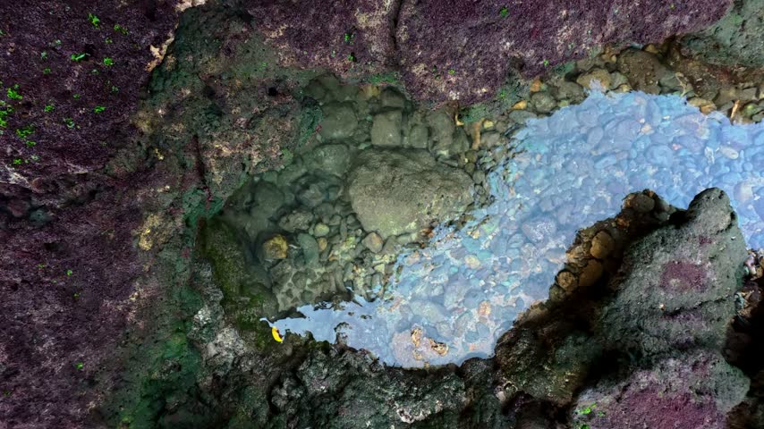 Natural rocky tide pool with clear seawater surrounded by colorful algae and textured intertidal stone