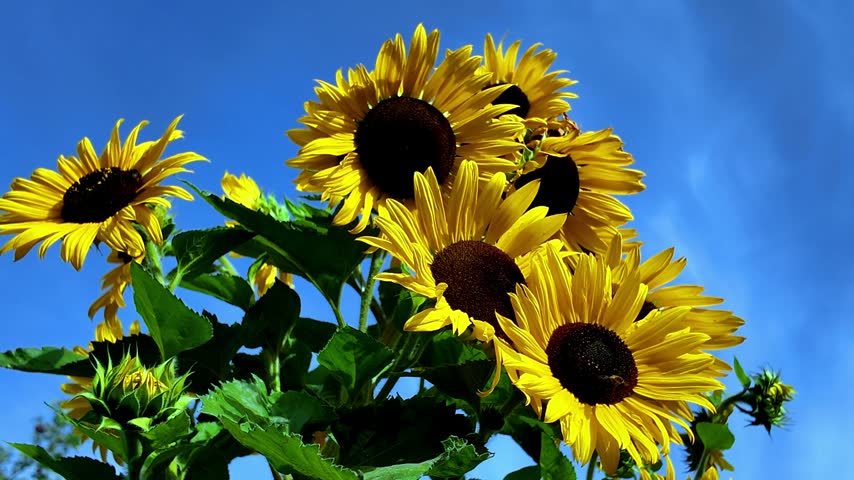 Multiple heads of yellow sunflowers with petals waving against a blue sky